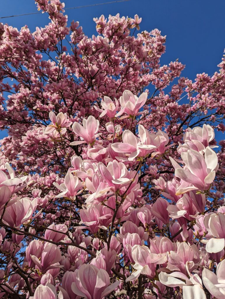 Magnolienblüte 2024