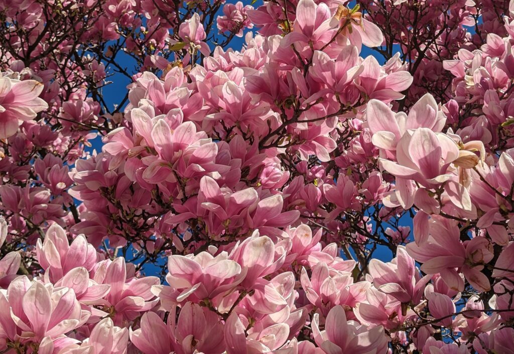 ifz_Magnolienblüte 2024_quer_2