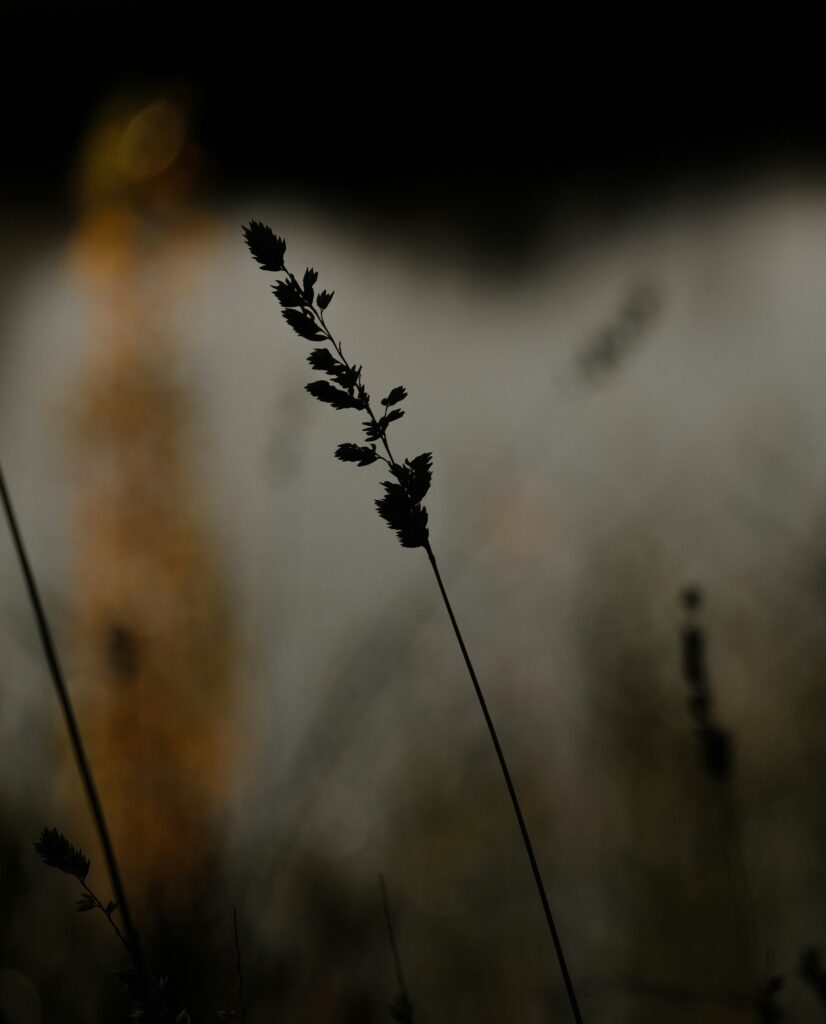 Trauer (2)