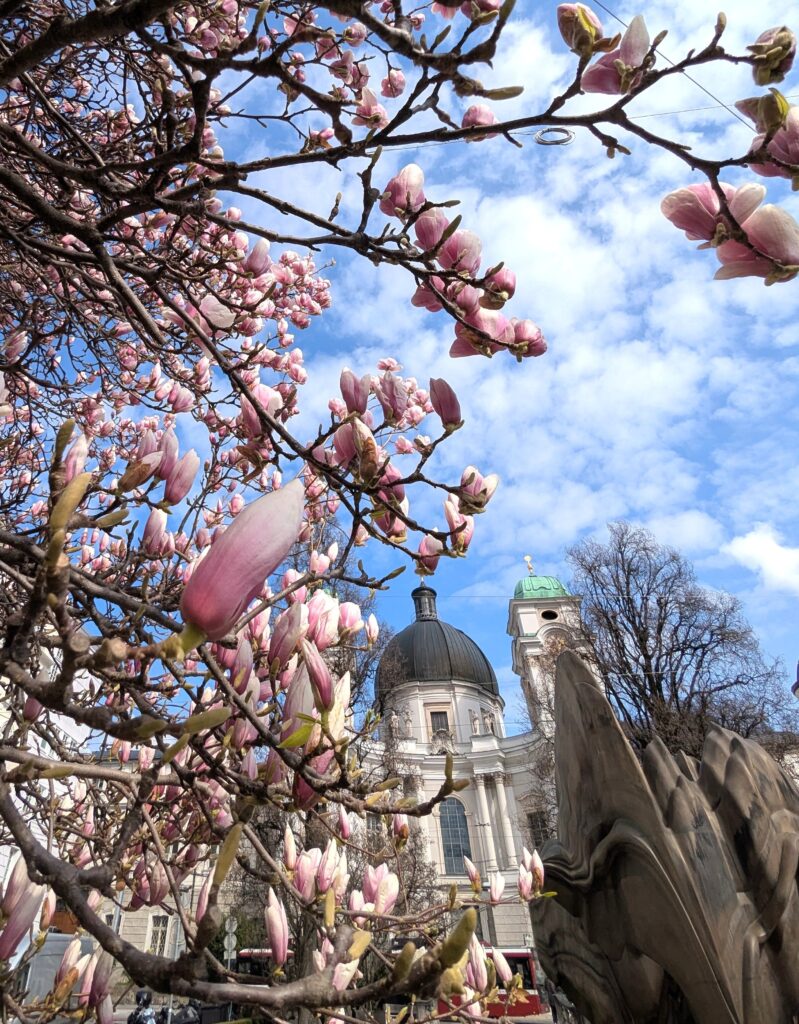 ifz Magnolienblüte_2