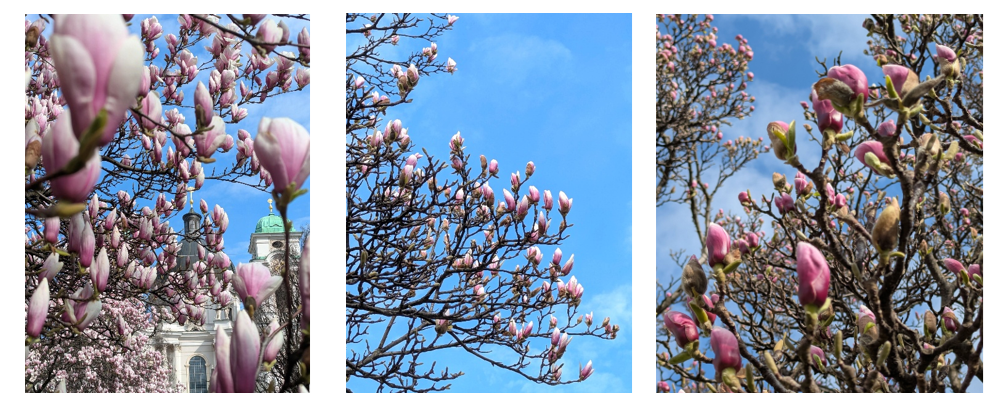 magnolienblüte makartplatz 2026 Homepage